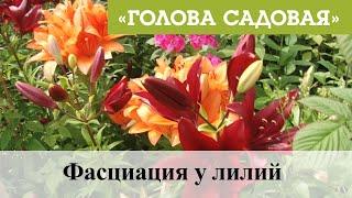 Голова садовая - Фасциация у лилий