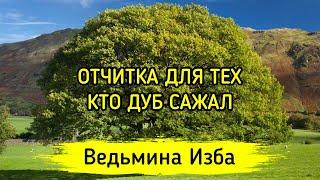 ОТЧИТКА ДЛЯ ТЕХ, КТО ДУБ САЖАЛ. ДЛЯ ВСЕХ ▶️ ВЕДЬМИНА ИЗБА - МАГИЯ