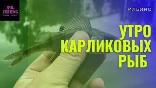 Утро карликовых рыб или мормышинг на ручье ! 6 видов рыбы за одно утро !!!