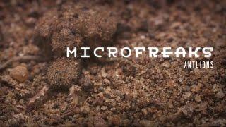 Antlion: The predator in the pit | MicroFreaks