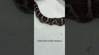 Последствия совместного содержания #змея #полоз #маисовыйполоз #cornsnake #snake