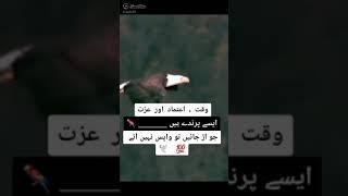 this video edit by zeeshan akbar channel