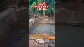 Nature|Natural spring Panamura Embilipitiya #travel #shorts