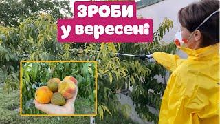 Догляд за ПЛОДОВИМИ у вересні. Осінні ДОБРИВА. ЗАХИСТ від хвороб та шкідників.