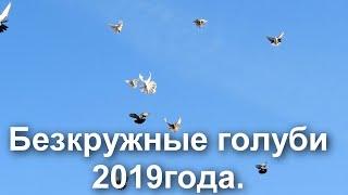 Безкружные голуби 2019 года.