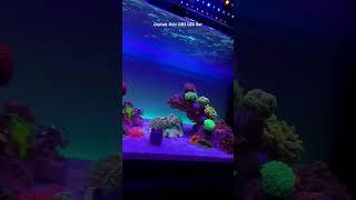 Orphek Osix OR3 Reef aquarium LED Lighting #reefaquarium