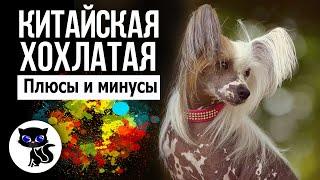  Китайская хохлатая собака плюсы и минусы.  Стоит ли заводить эту породу?