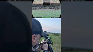 The Silent Assassin: Long Range Rabbit Hunting With .22LR Subsonics
