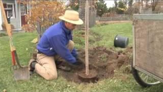 How to Plant a Tree, Step by Step (garden.org)