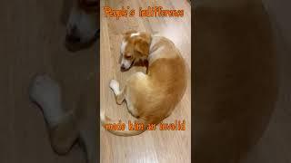 From Homeless to Loved: Story of Stray Dog's Rescue #shorts #homelesspaws #straydoglove #dogrescue