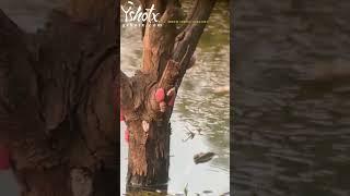 Yshotx Accuracy Test – Perfect Every Shot #archery #g4outdoors #bestslingshot #slingshot #catapults