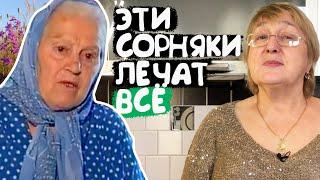 Три сорняка которые все лечат