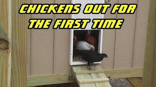Our chickens out for the first time