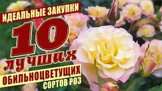 10 ЛУЧШИХ ОБИЛЬНОЦВЕТУЩИХ СОРТОВ РОЗ