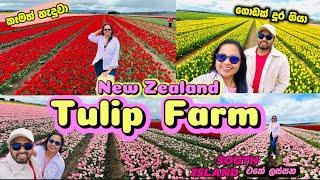 News Zealand Tulip Farm  එකකට යමු | South Island එක පුදුම ලස්සනක් | Vlog 07 W/ English sub