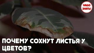 Почему сохнут листья у цветов: основные причины?