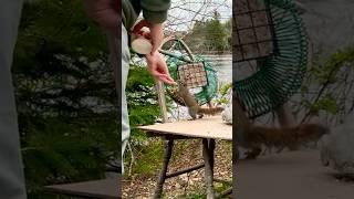 ‘Little Red’ Squirrel Trusts Me #nature #wildlife #squirrels