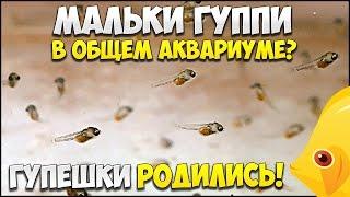 ГУППИ РОДИЛА МАЛЬКОВ! Мальки гуппи в общем аквариум 15.03.2017 | МАЛЬКИ