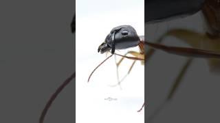 Camponotus atriceps is a species of carpenter ants from America and Brazil️