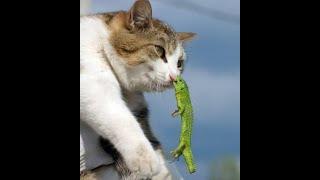  Never give up!  Funny video with dogs, cats and kittens! 