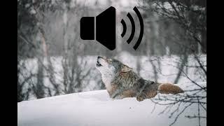 Wolf howl sound effect* DOWNLOAD IN DISC*