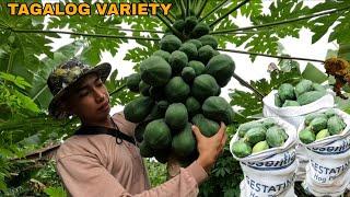 HITIK ANG BUNGA NG PAPAYA BIGLANG PITAS MAY UMORDER KAY NANAY