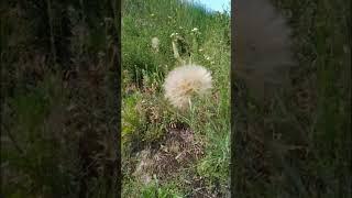 Июнь. Луговые травы.