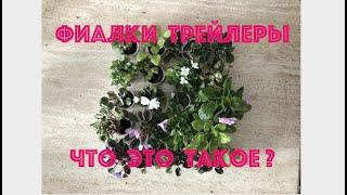 ФИАЛКИ трейлеры. НОВИЧКАМ. Что это такое? What is African Violet trailer?