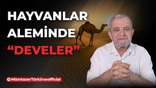 Hayvanlar aleminde "Develer" | Prof. Dr. Mümtaz’er Türköne