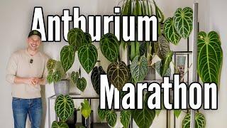 4.5 Years of growing Anthurium: Watch My Collection evolve