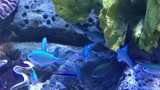 Siam Ocean World - [No Copyright Footages]