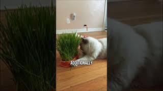 Why Cats Love Eating Grass Revealed!