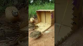 Best Unique Underground Bird Trap #shorts #create #traps