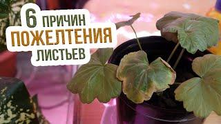 Почему желтеют листья у комнатных растений? Сохнут листья у комнатных цветов - ЧТО ДЕЛАТЬ?