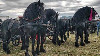 ⭐НАЙПОТУЖНІШИЙ КІННИЙ ЯРМАРОК В ЄВРОПІ/КОНІ В РУМУНІЇ /Marginea, Targ de cai/DRAFT HORSE