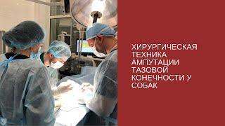 Хирургическая техника ампутации тазовой конечности у собак