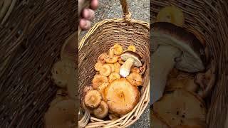 A basket full of mushrooms#fungi #foraging #boletus #jelena#gljive#lactariusdeliciosus