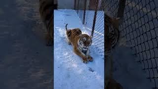 Siberian Tiger   Description, Habitat, Image, Diet