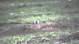 50Cal.Style shooting prairie dogs.wmv