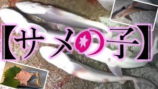 釣れたサメの腹から子ども出てきた