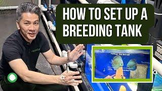 How to set up a breeding tank & importance of water movement