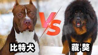 藏獒vs比特犬，当东方战胜遇到西方武圣，谁会笑到最后呢？