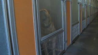 ANIMAL SHELTER OVERCROWDING CONTINUES TO CONCERN CITY OFFICIALS