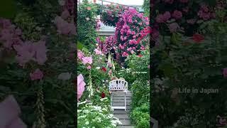 Beautiful pink Rose garden #rose #japan #flowers #kobe #roseflower #garden