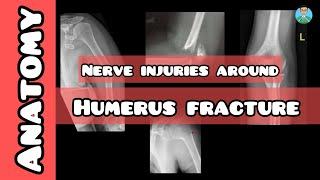 Nerve injuries related to Humerus Fracture for USMLE, NEET PG, INICET