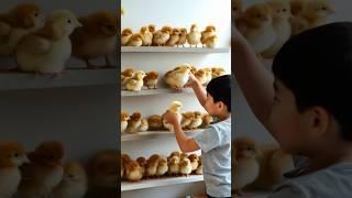 Cute colorful baby chicks #adorable #birds