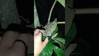 peeking at the sleeping bird again #shortvideo #nest #nature #birds #woodscraft #animals