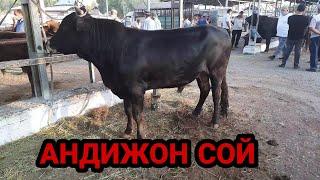 АНДИЖОН СОЙ МОЛ БОЗОРИ 9 ЭТАЖ НОВВОС НАРХЛАРИ ANDIJON SOY MOL BOZORI 9 ETAJ NARXLARI NOVVOS ANGUS