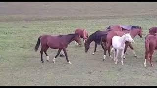 Honey Badger killed by Horse