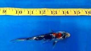 Premium Goshki Japanese koi (Cyprinus carpio) #3 for sale